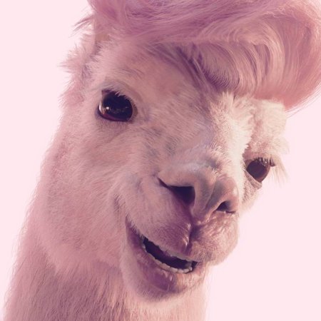 Розовая альпака