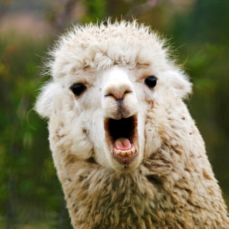 Ламы смешные