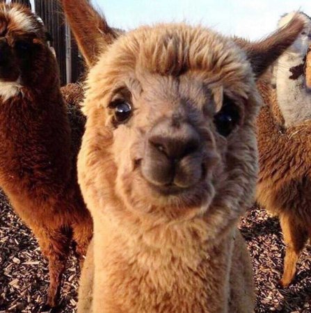 Эль Пако лама