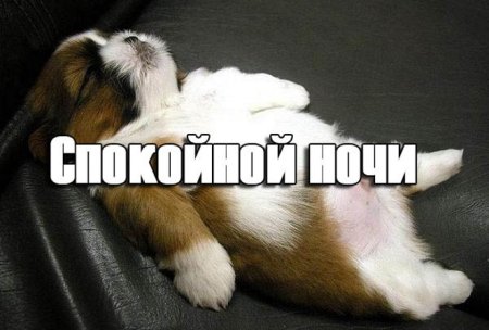 Спокойной ночи картинки прикольные
