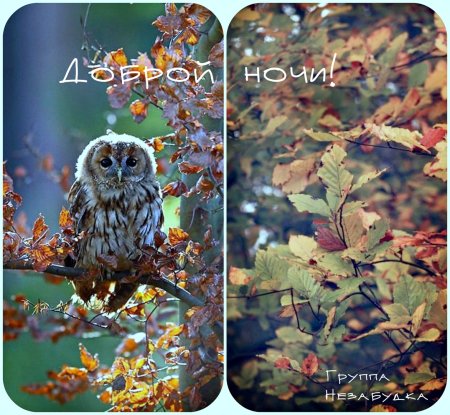 Доброй осенней ночи