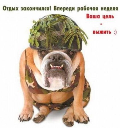 Прикольные поздравления с 1 рабочим днем