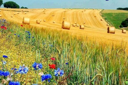 Поле с васильками