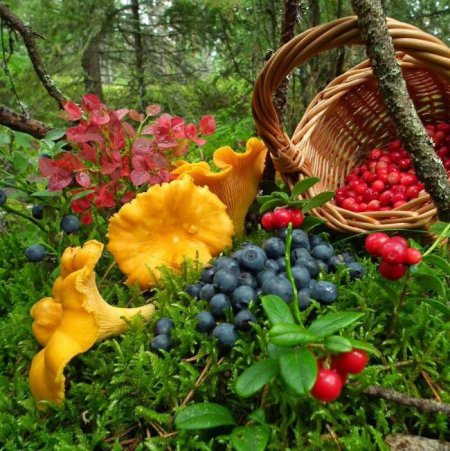 Август природа красивые
