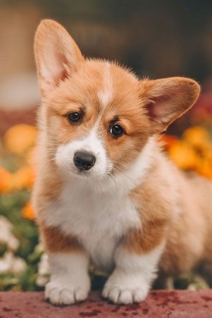 Вельш корги вельш