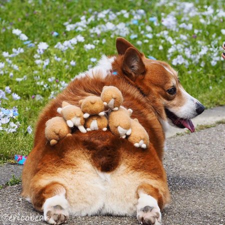 Шотландский корги