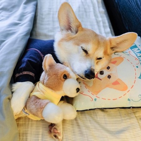 Вельш корги пемброк спит