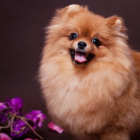 Собака померанский шпиц