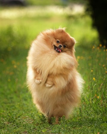 Померанский шпиц длинношерстный