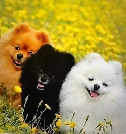 Померанский шпиц золотистый