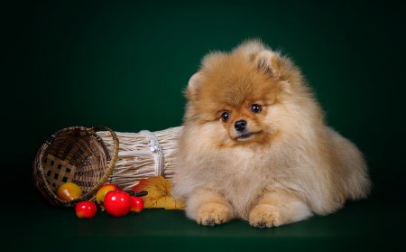 Померанский шпиц Беленький