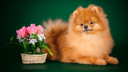 Шпиц собака шпиц