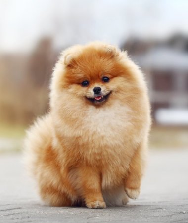 Померанский шпиц