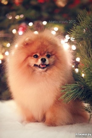 Померанский шпиц Эстетика