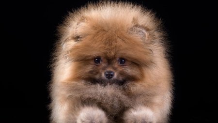 Померанский шпиц длинношерстный