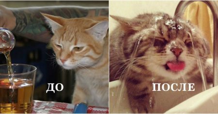 Дикое похмелье