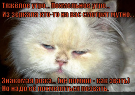 Похмелье картинки прикольные