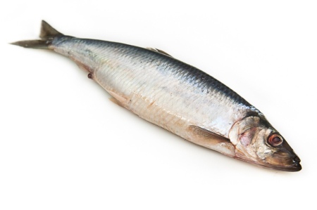 Сельдь Clupea pallasii