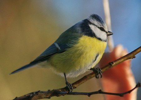 Синичка (мини)