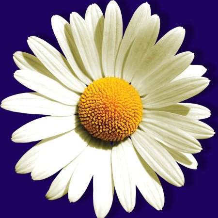 Ромашка одна