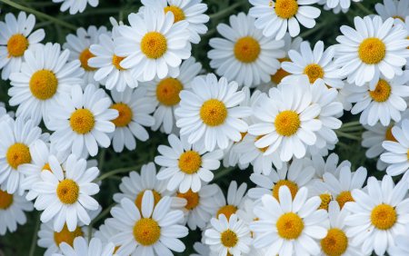 Далматинская Ромашка