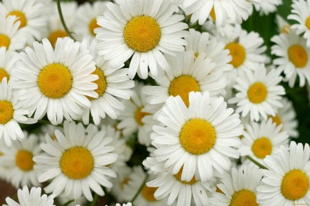 Крупные ромашки