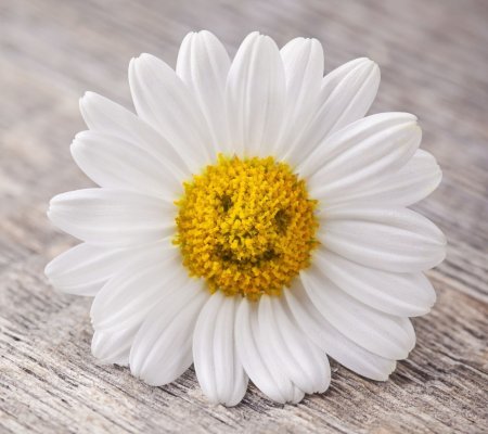 Ромашка улыбается