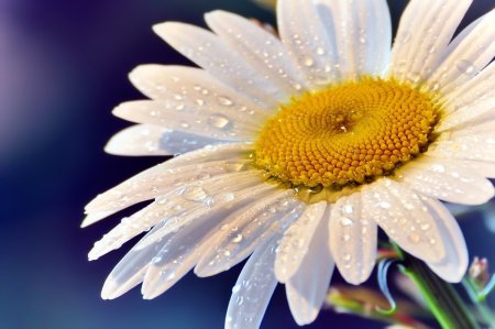 Ромашка цветы