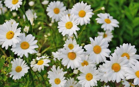 Мойчечак Гули