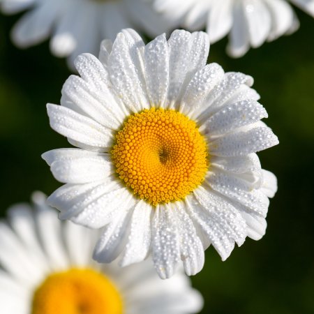 Ромашка вблизи