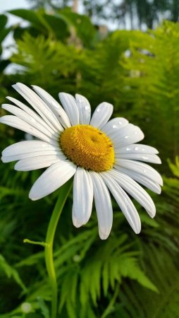 Ромашка цветы