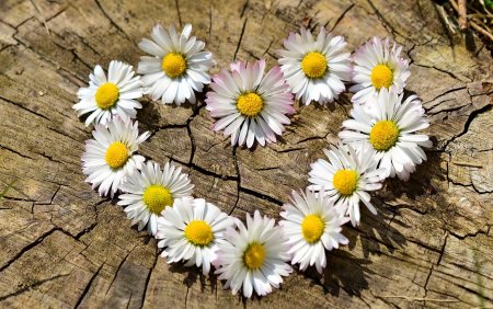 Ромашка цветы