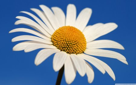 Большая Ромашка