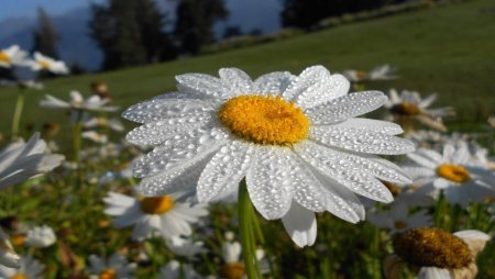 Королевская Ромашка