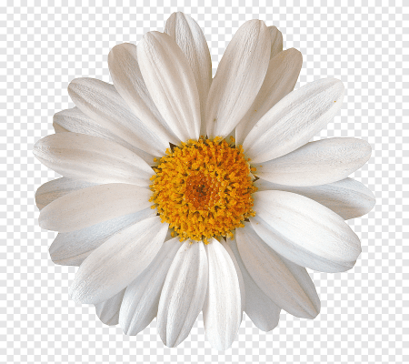 Ромашка на белом фоне