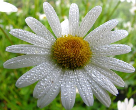 Ромашка цветы