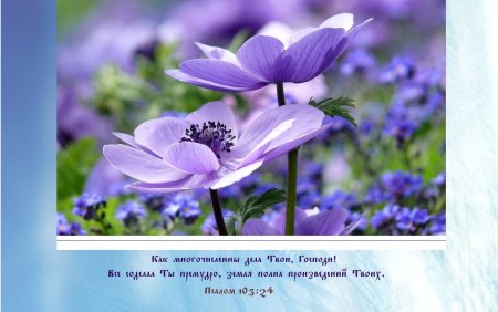 Цветы из Библии