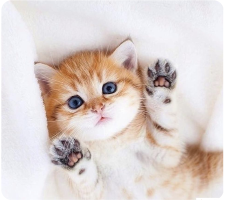 Нежные котята