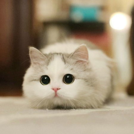 Красивая кошечка с бантиком