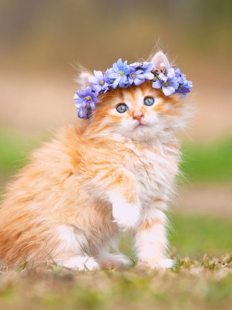 Красивые котята