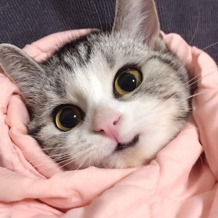 Милые кошечки