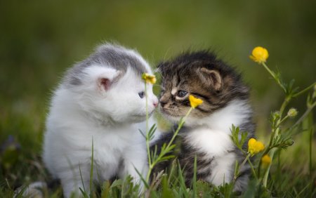 Милые котята