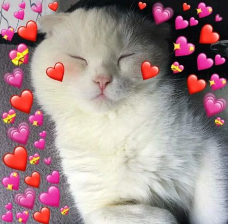 Милые котята с сердечками