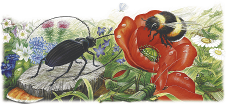 Бианки в.в. "кто чем поет?"