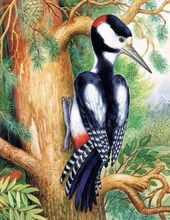 Пришвин Лесной доктор