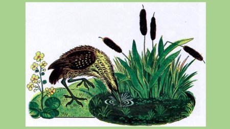 Виталий Бианки про выпь