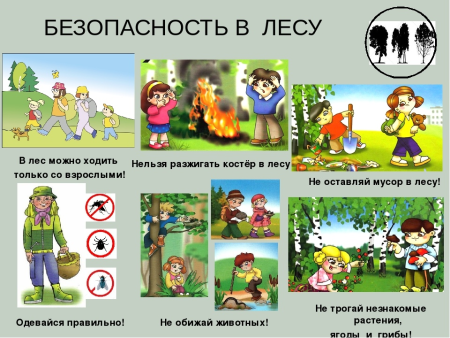 Безопасность в лесу