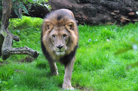 Животные картинки