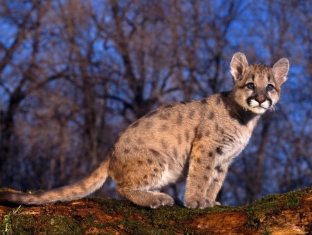 Австралийская Пума