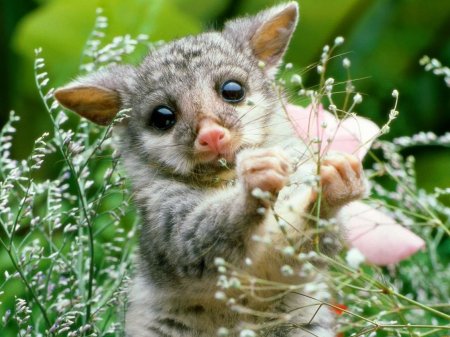 Лисовидный поссум